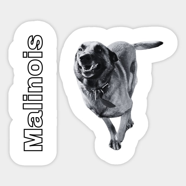 Malinois - Belgian Shepherd Dog in action Sticker by SG-Nogalte